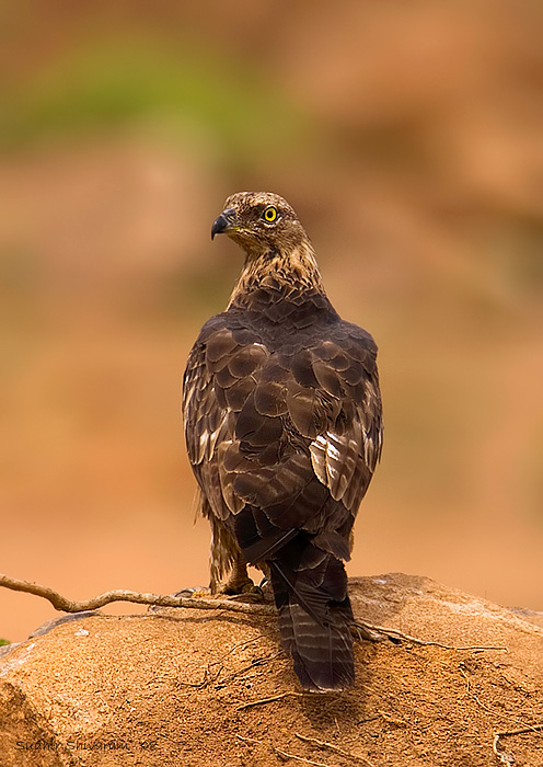 p>菲律宾蜂鹰(学名: i>pernis steerei /i>):是鹰科,蜂鹰属的一种 a