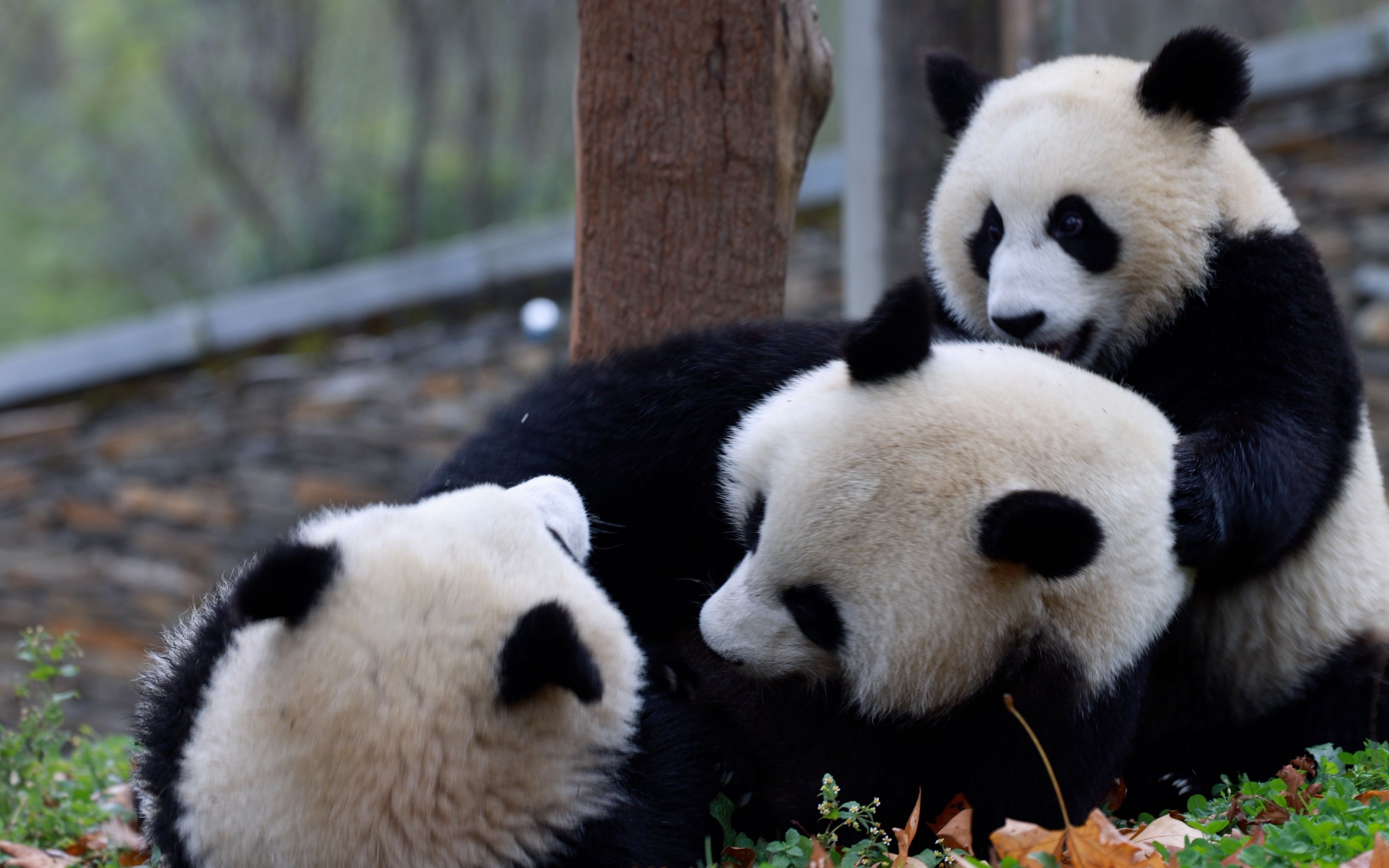  p data-id="u9gfawfsdkzq">茅茅,雄性,2021年8月4日出生于中国大熊猫