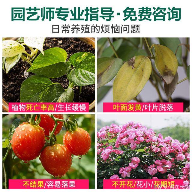 7月 大花绣球修剪走起 再不修剪就晚了 百科ta说