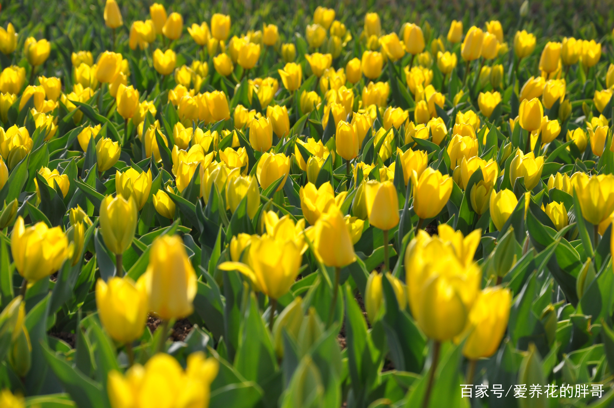 春天赏花胜地——沧州名人植物园_百科TA说