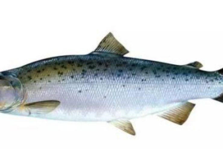 大鳞鲑鱼