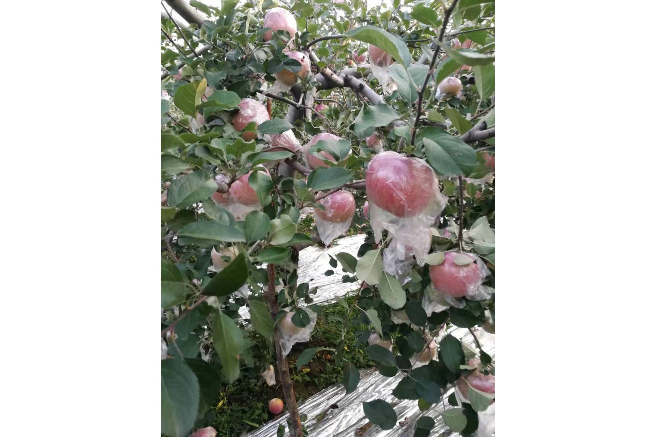  p>苹果早捷是 a target="_blank" href="/item/蔷薇科/1121901"