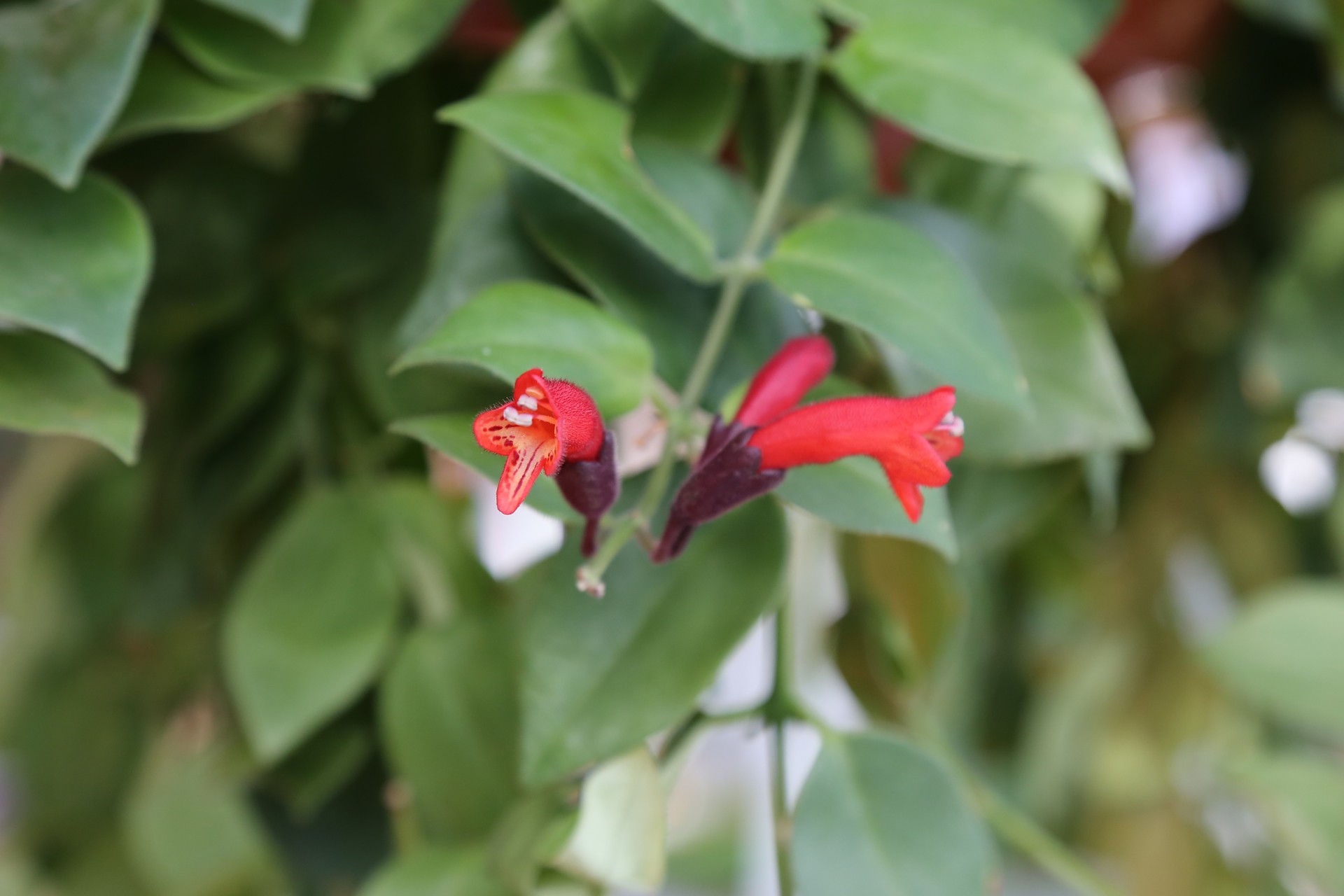  p>口红花(学名: i> a href="#">aeschynanthus pulcher /a> /i> a