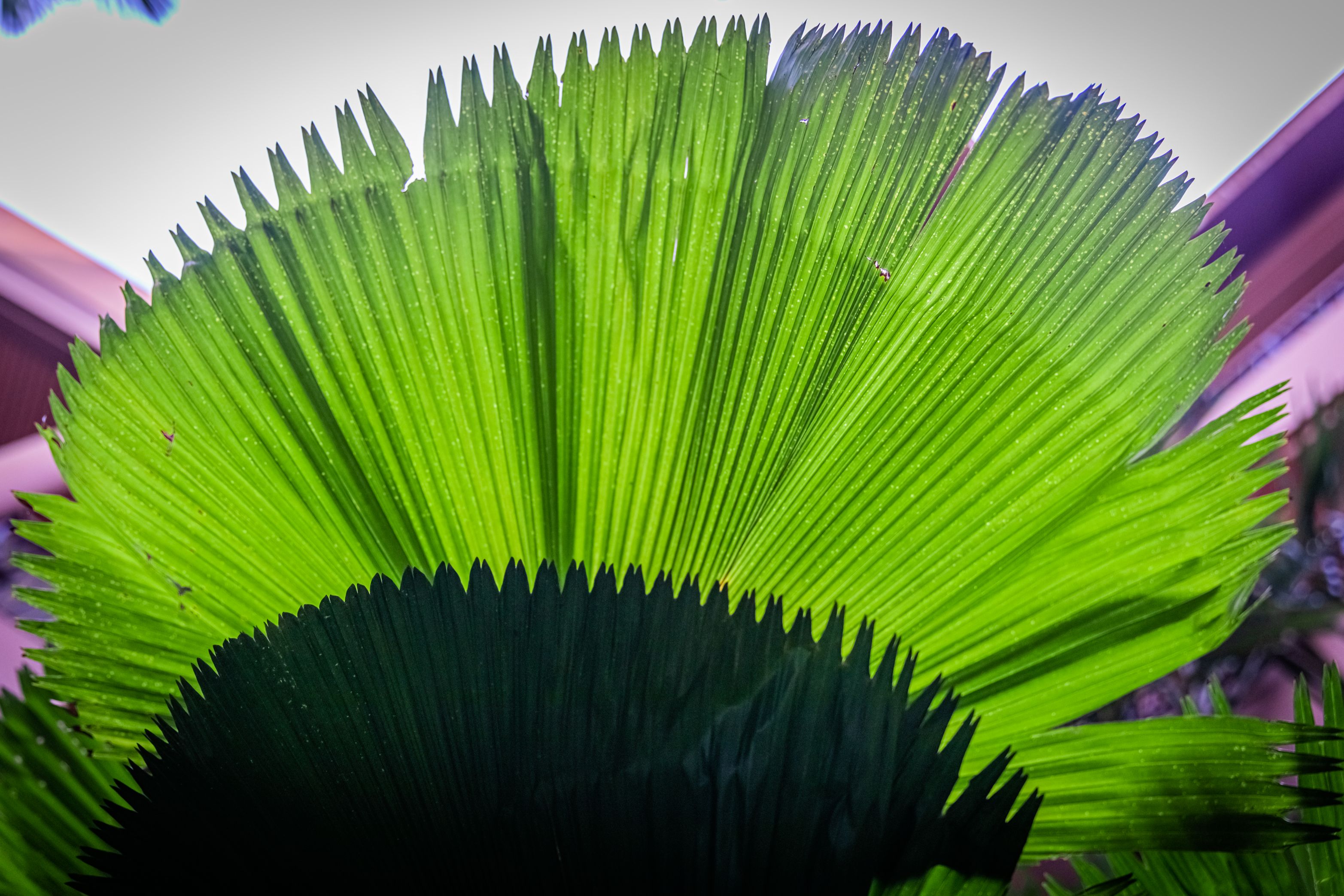  p data-id="gnbrdxco19">圆叶刺轴榈(学名: i>licuala grandis /i> h