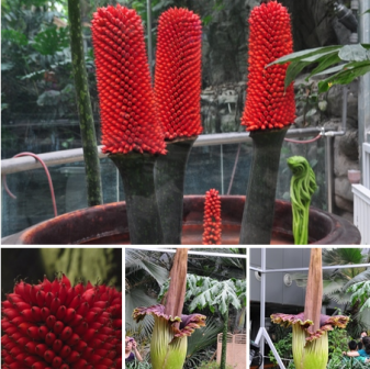 巨魔芋