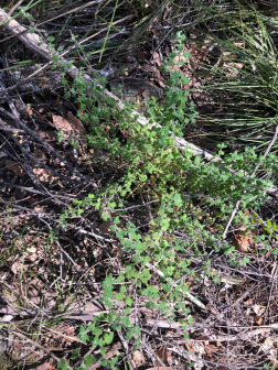 Mentha grandiflora_百度百科