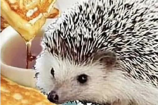 lx86jtn">卡尔是一个meme图片里经常出现的一只可爱的小刺猬,说是卡尔