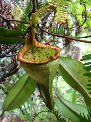  p>艾玛猪笼草( a href="#" data-lemmaid="8074290">学名 /a>