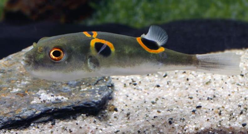  p>弓斑东方鲀(学名: i>takifugu ocellatus /i>)是鲀科,东方鲀属鱼类