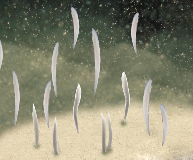  p data-id="gnx84s5wj4">文昌鱼(学名: i>branchiostoma /i>)是 a