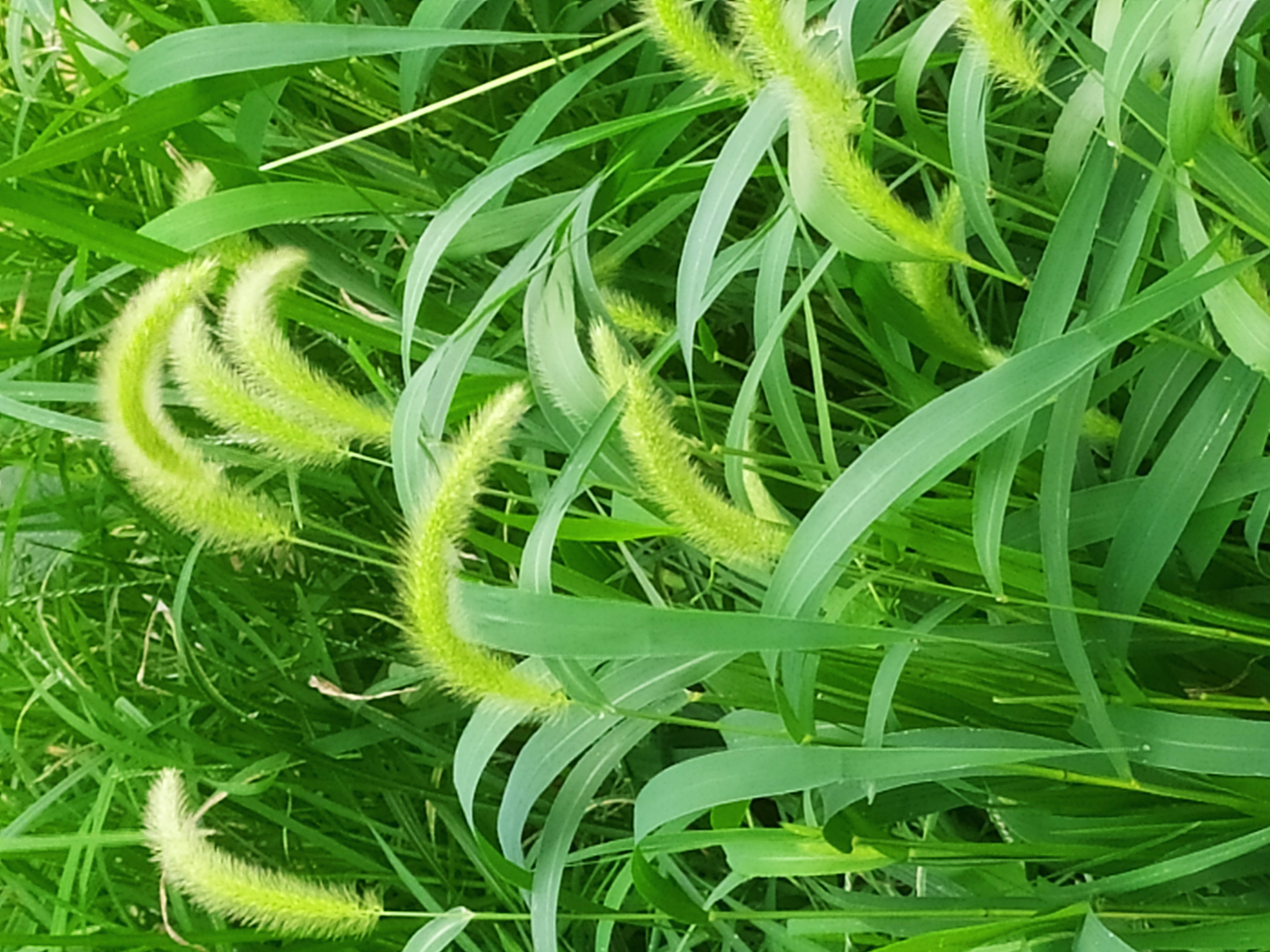p. beauv.),禾本科狗尾草属一年生草本植物,因其形似狗尾巴得名.