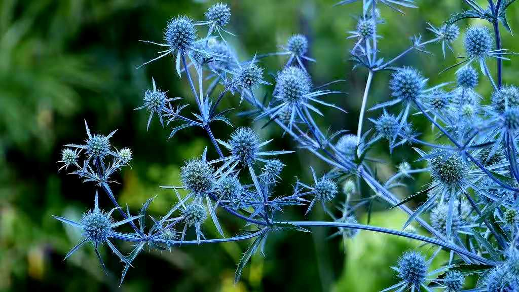 刺芹，傣族人不可缺少的香料植物，英国人眼中独特的“幽灵”花卉_百科TA说