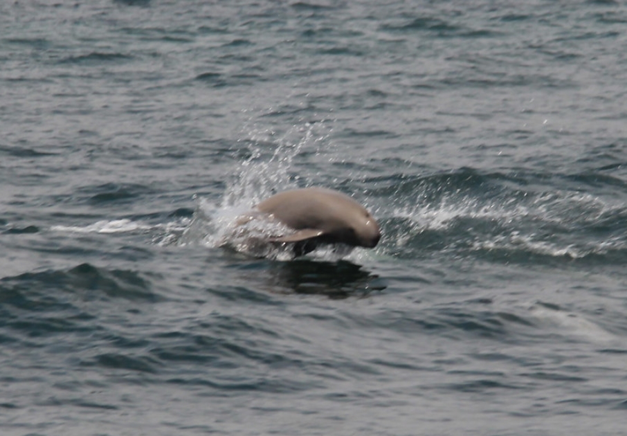 indo-pacific finless porpoise