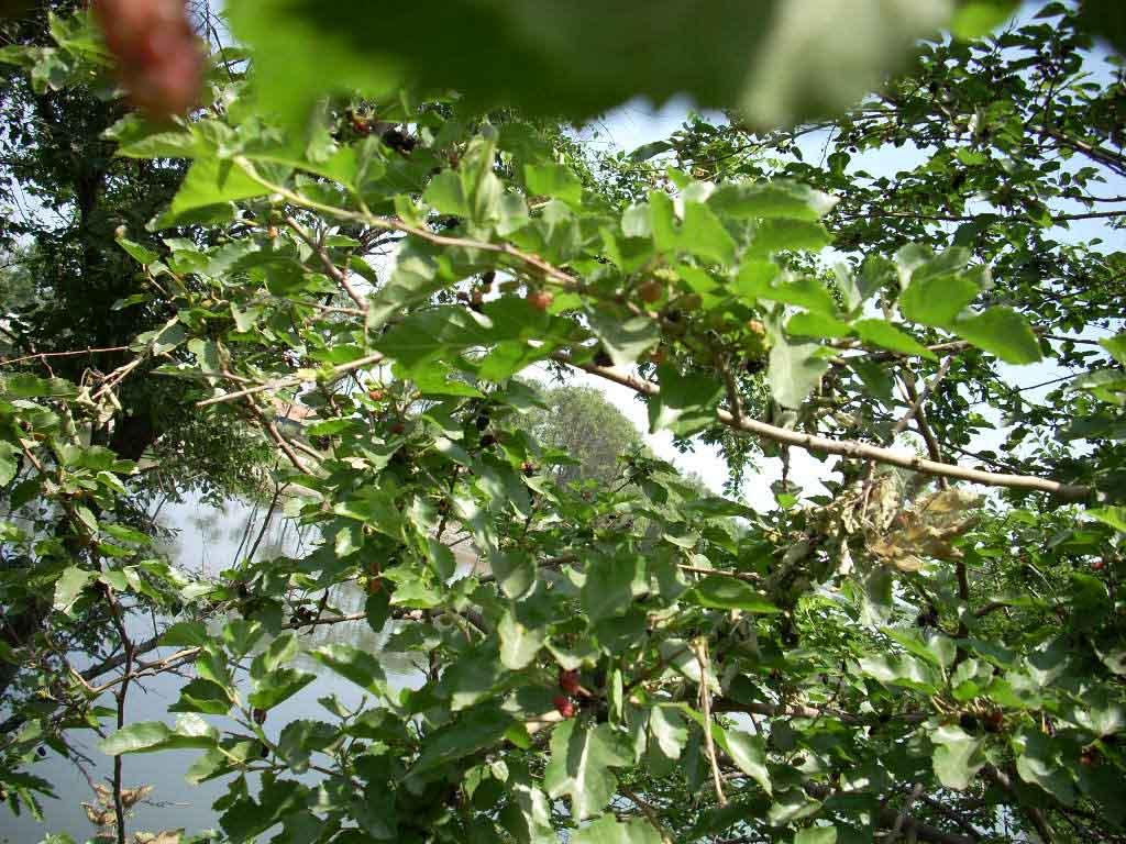 artocarpus styracifolius pierre