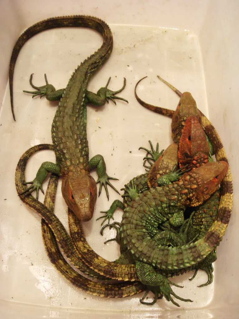  p>鳄蜥(学名: i>shinisaurus crocodilurus /i>):是爬行动物中比较