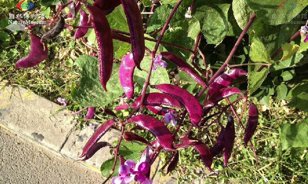  p>扁豆(学名: i>lablab purpureus /i> (linn.
