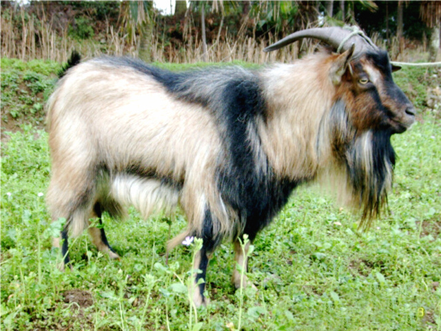 黔北麻羊(贵州黔北麻羊)