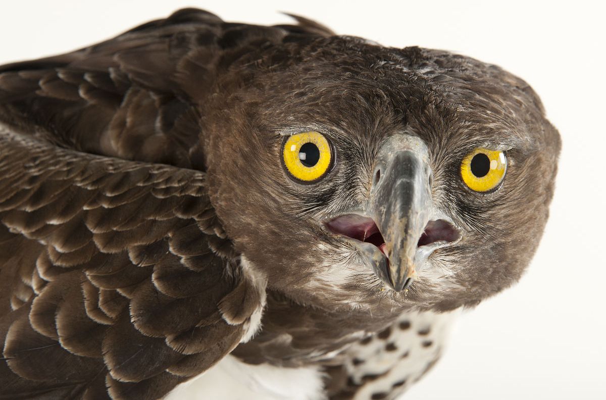 polemaetus bellicosus