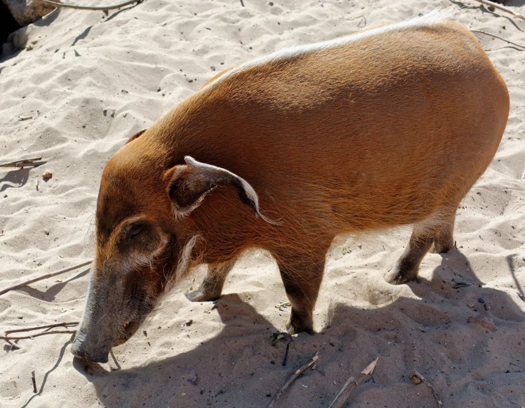  p>红河野猪(学名: i>potamochoerus porcus /i>):体长100-150厘米