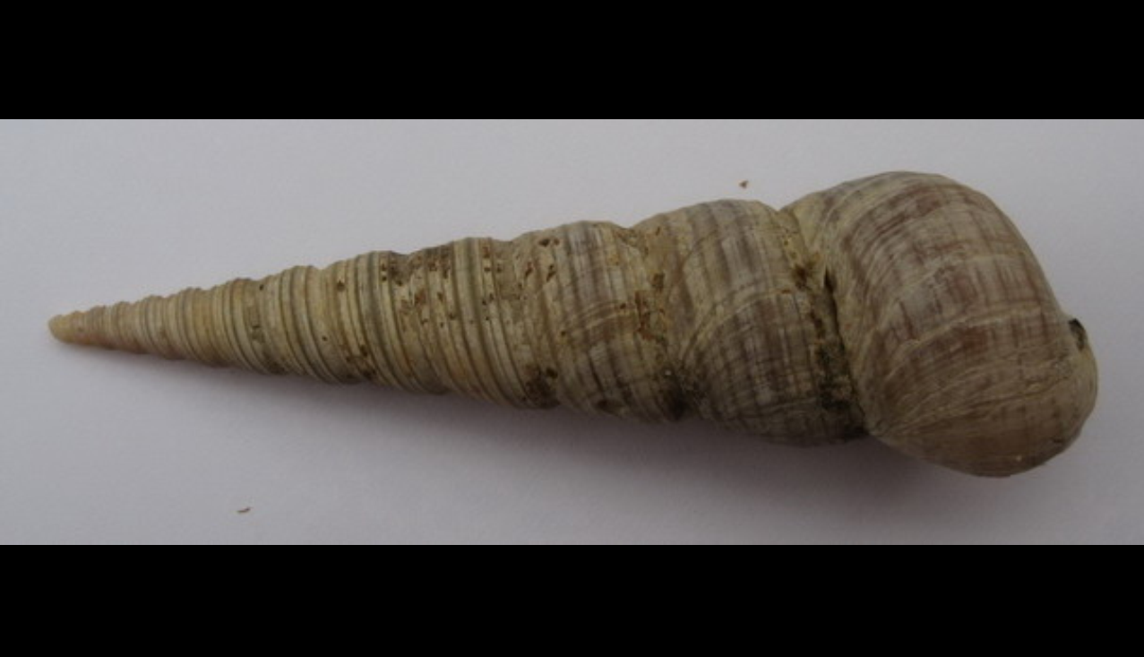  p>锥螺是一种中腹足目,锥螺科类生物,壳体修长精致,约有30层凸圆的螺