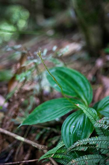 malaxis matsudai (yamamoto) hatusima
