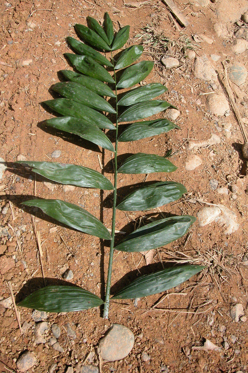  p>云南省藤(学名: i>calamus acanthospathu /i>s griff.