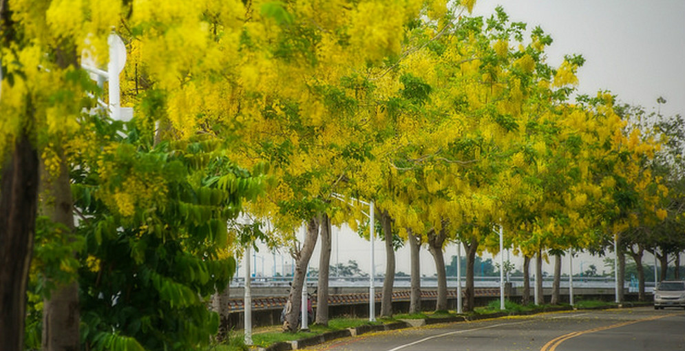  p>腊肠树(学名: i>cassia fistula /i>  l.):是豆科决明属植物.