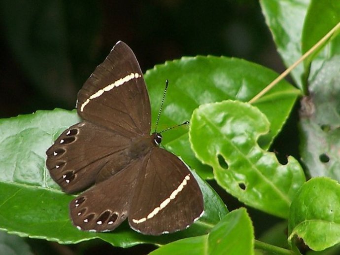  p>白带褐蚬蝶(学名:abisara fylloides)为 a target="_blank" href="