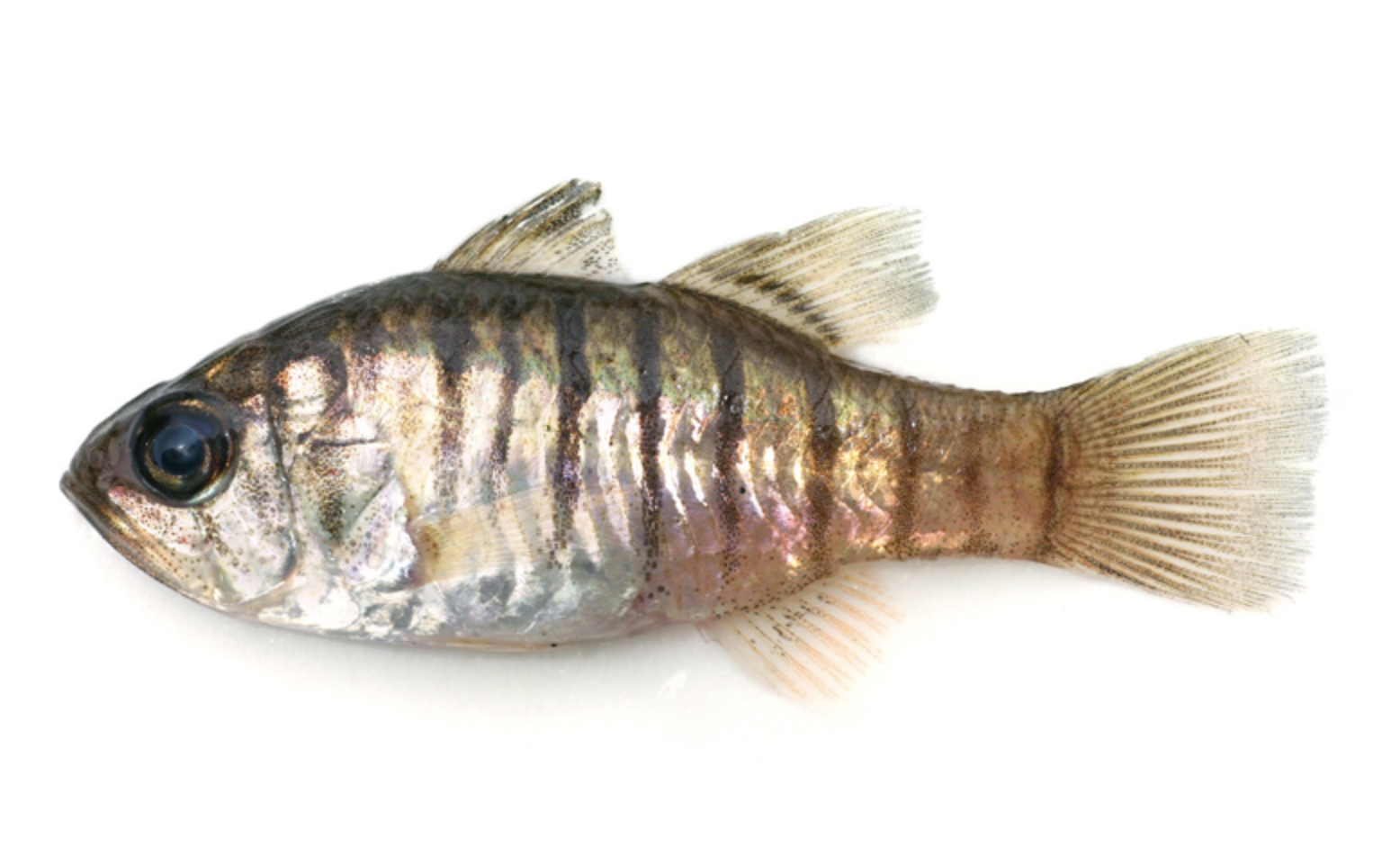  p>细条天竺鲷(学名: i>jaydia lineata /i>)是天竺鲷科,天竺鱼属鱼类