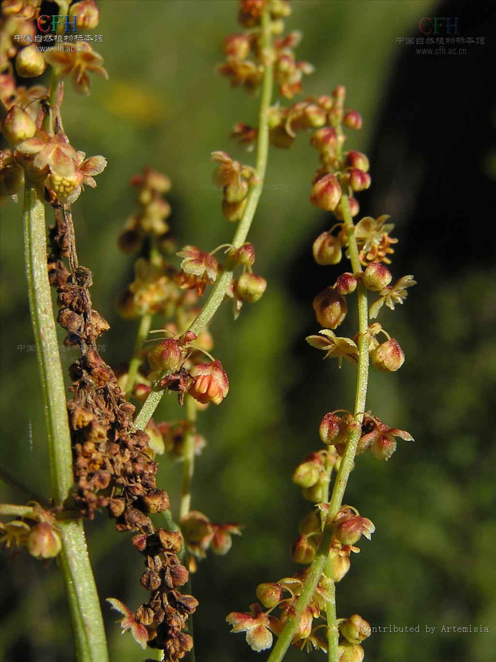  p>小酸模(学名:rumex acetosella), a href="#" data-lemmaid="