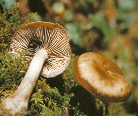 lyophyllum fumosum (pers. : fr.) p. d. orton.