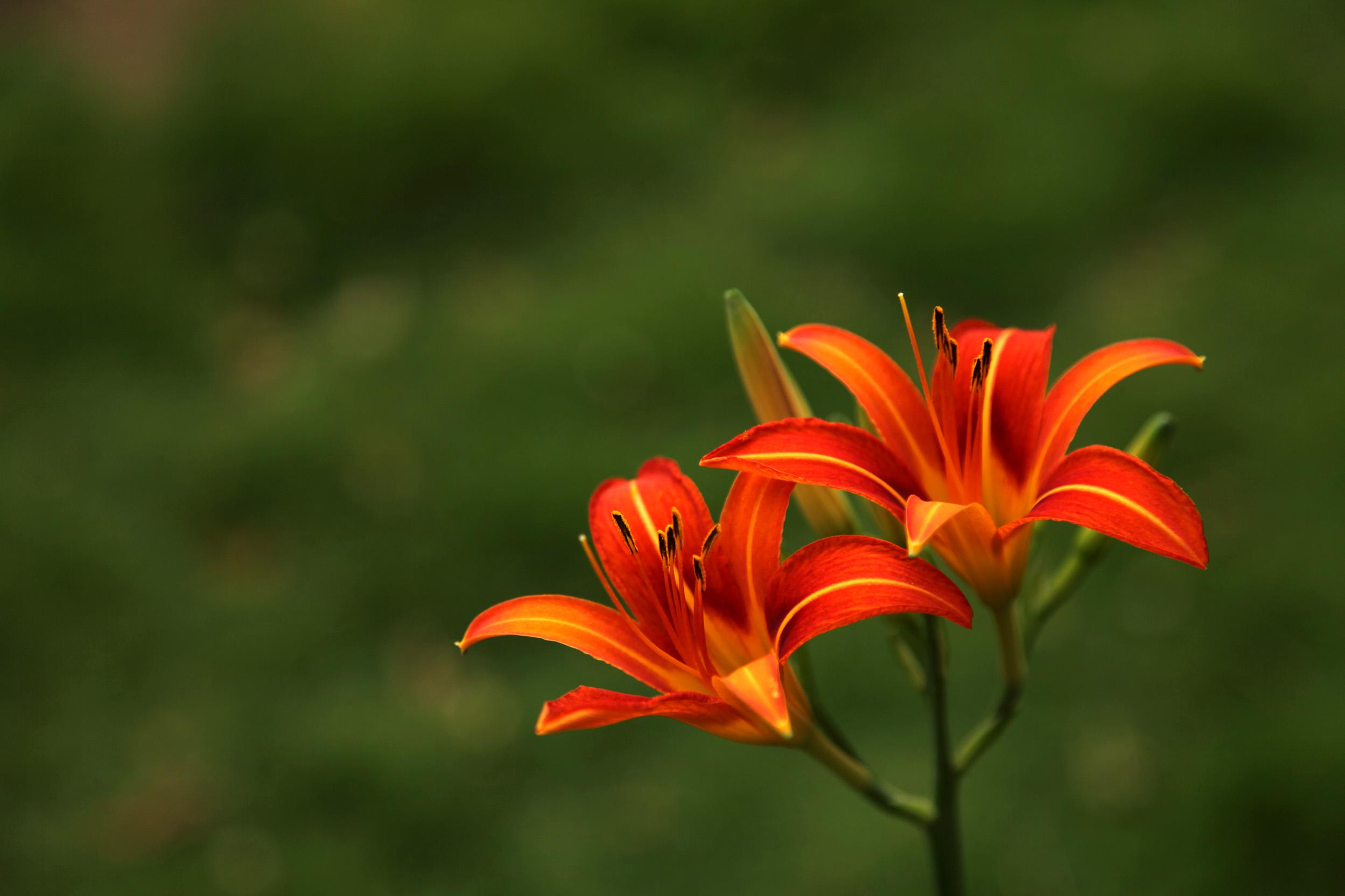  p>大花萱草(学名: i>hemerocallis hybrida /i> bergmans)是百合科