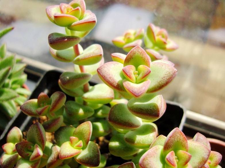 无花植物
