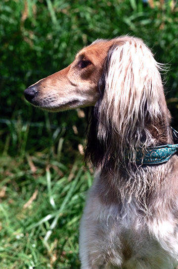  p>沙克犬,又称猎羚犬或拉伯狩猎犬或波斯灵提或者沙路奇猎犬.