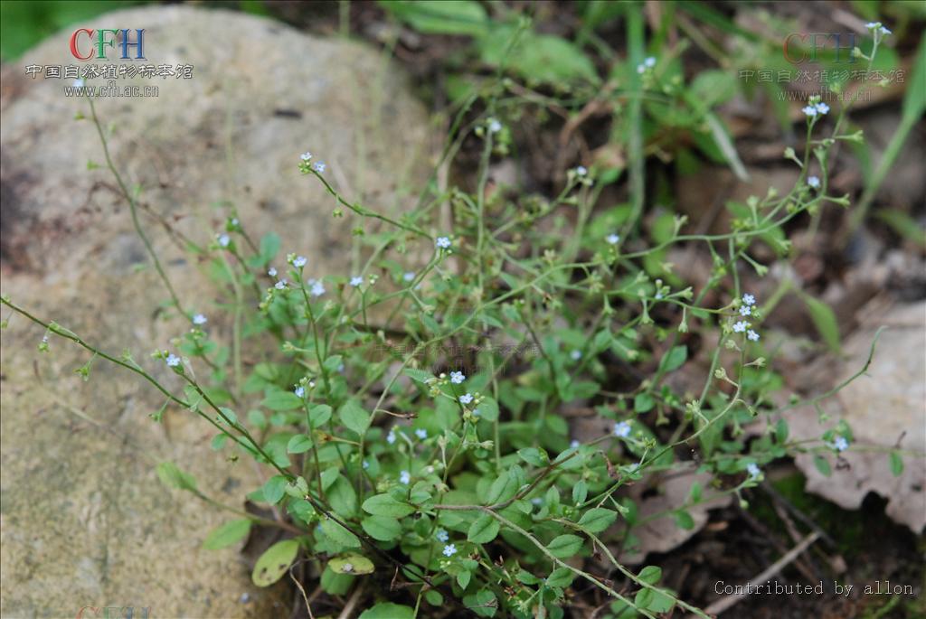  p>柔弱斑种草(学名:bothriospermum tenellum)是紫草科斑种草属的