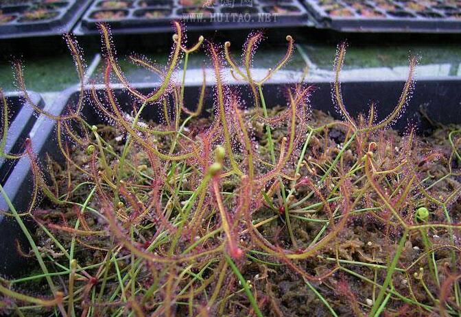 furcata)是 a target="_blank" href="/item/圆叶茅膏菜/8430185"