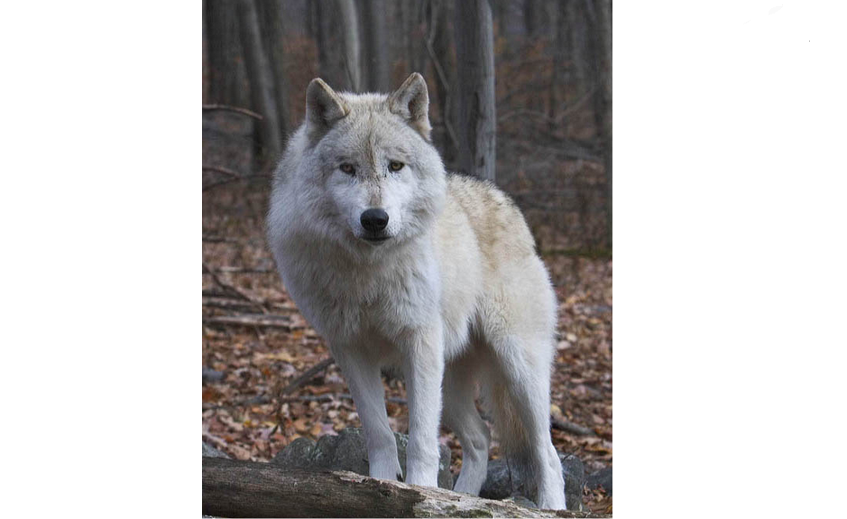  p>惧狼又名恐狼,更新世狼的灭绝种.学名canis dirus.
