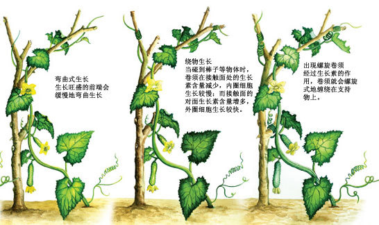  p>向性运动是 a target="_blank" href="/item/植物/142914" data