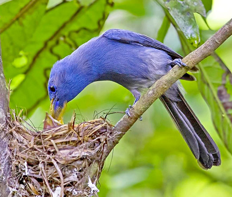 雄鸟体羽喙基,下颏,飞羽和尾下覆羽黑色,胸部有非常微弱的黑色羽圏