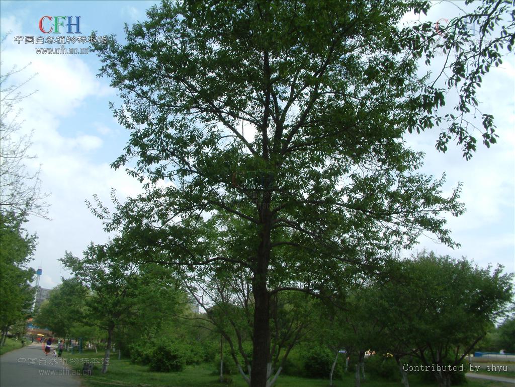  p>日本桤木(学名: i>alnus japonica /i> (thunb.) steud.