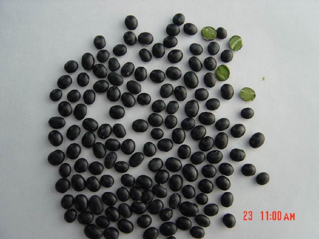 58266443" data-lemmaid="58266443">黑大豆 /a>的种皮,灰色或灰黑色