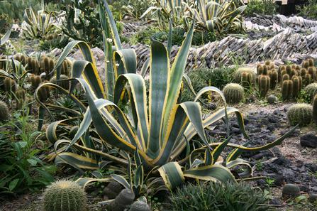  p>龙舌兰( i>agave americana /i> l.