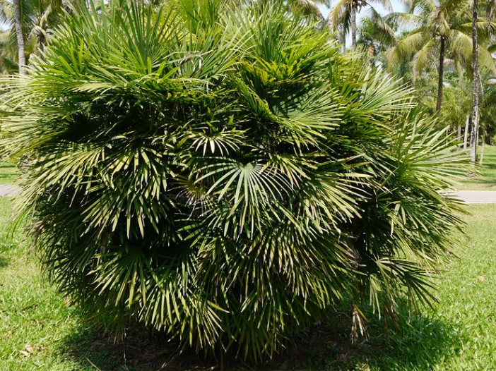 >多裂棕竹( i>rhapis multifida /i> burret)是棕榈科,棕竹属丛生灌木