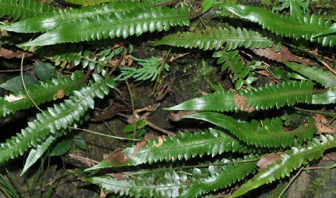  p>单叶鞭叶蕨(学名: i>cyrtomidictyum basipinnatum /i> (bak.