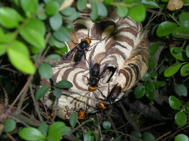  p>厚皮蜂,又名树黑蜂,二土甲,树土甲,厚皮壳,懒鲁包等. /p>