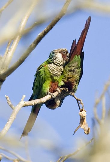 white-eared parakeet
