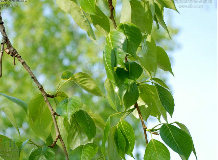populus cathayana rehder