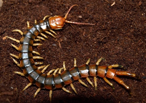 亚马逊巨人蜈蚣