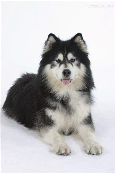  p>阿拉斯加雪橇犬也叫 a href="#" data-lemmaid="8206086">阿拉斯加