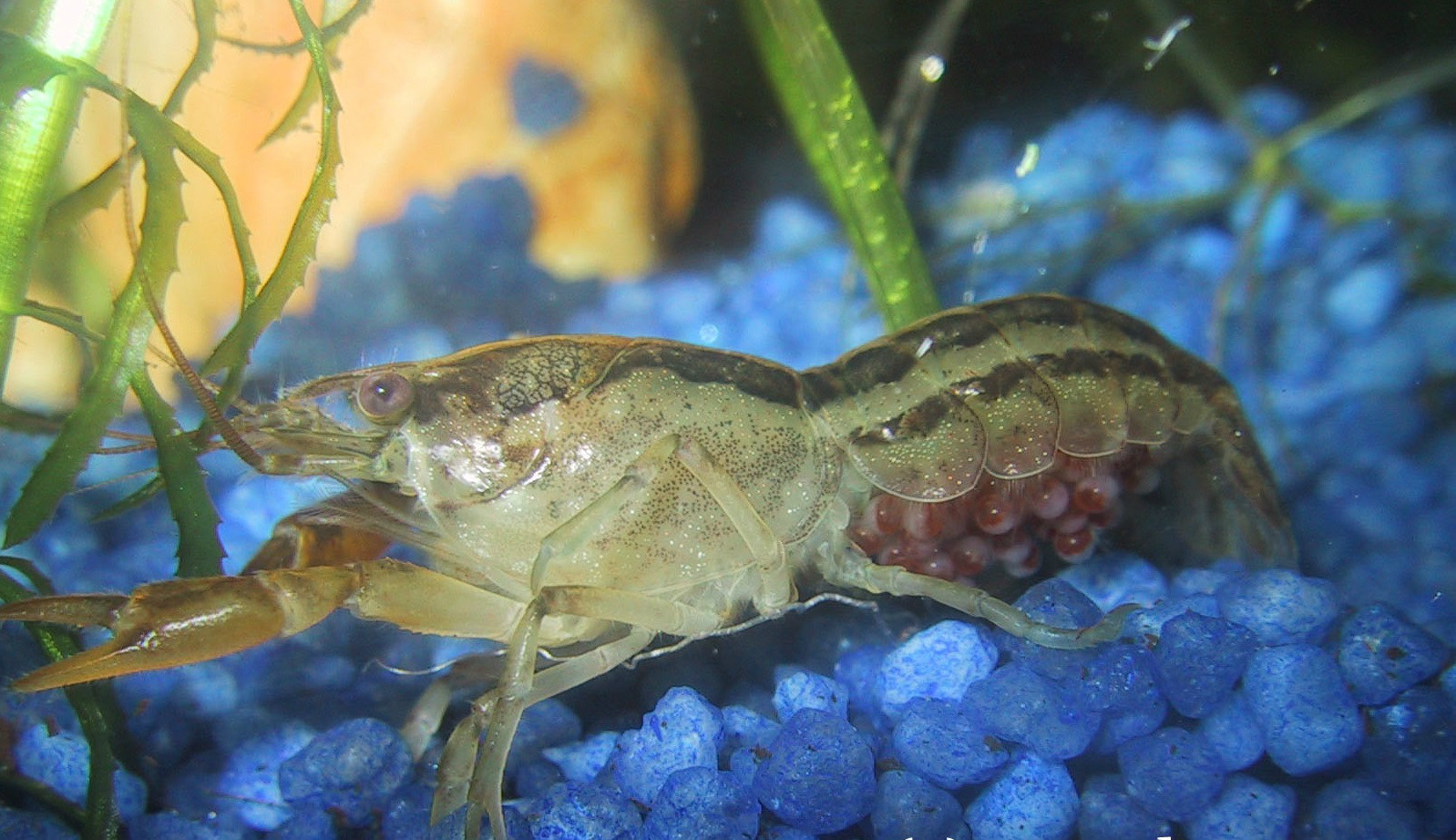 蒙特苏侏儒螯虾